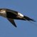 White-throated Swift